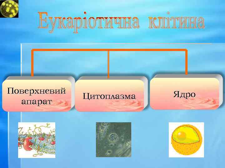 Поверхневий апарат Цитоплазма Ядро 