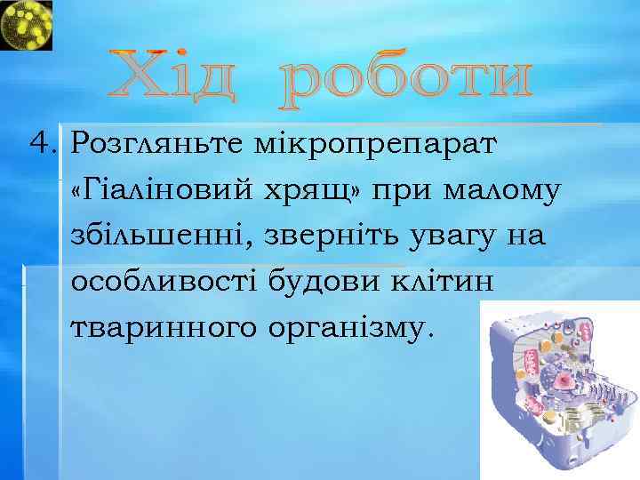 4. Розгляньте мікропрепарат «Гіаліновий хрящ» при малому збільшенні, зверніть увагу на особливості будови клітин