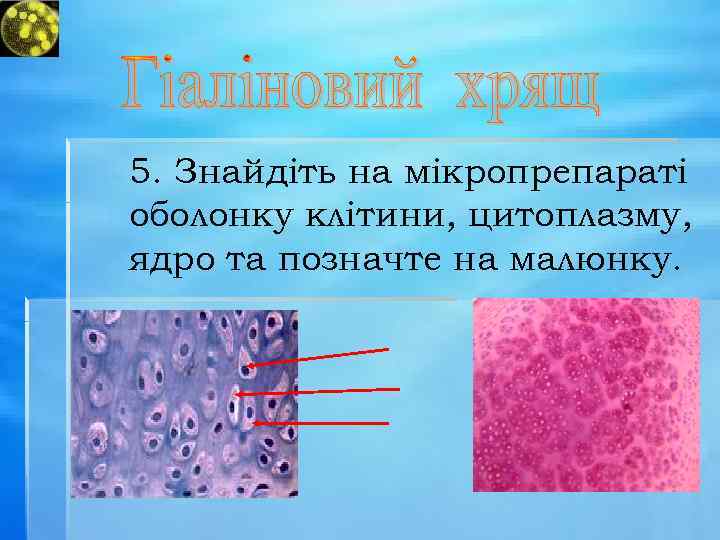 5. Знайдіть на мікропрепараті оболонку клітини, цитоплазму, ядро та позначте на малюнку. 