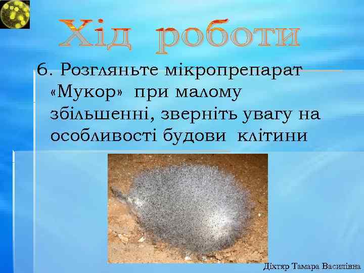 6. Розгляньте мікропрепарат «Мукор» при малому збільшенні, зверніть увагу на особливості будови клітини Діхтяр