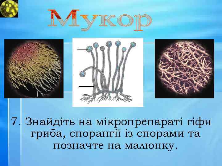 7. Знайдіть на мікропрепараті гіфи гриба, спорангії із спорами та позначте на малюнку. 