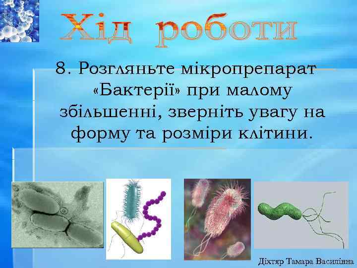 8. Розгляньте мікропрепарат «Бактерії» при малому збільшенні, зверніть увагу на форму та розміри клітини.