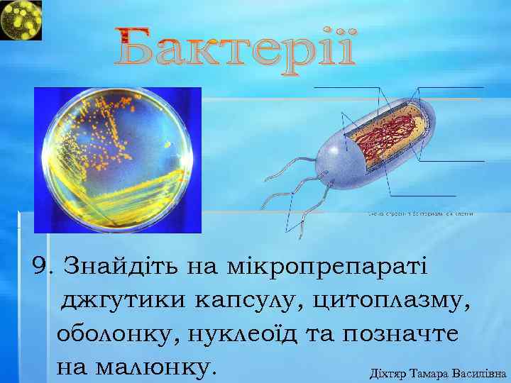 9. Знайдіть на мікропрепараті джгутики капсулу, цитоплазму, оболонку, нуклеоїд та позначте на малюнку. Діхтяр