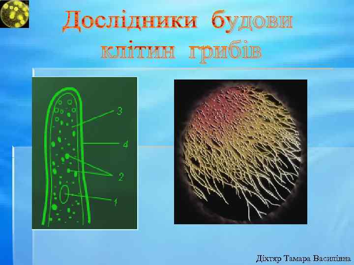 Діхтяр Тамара Василівна 