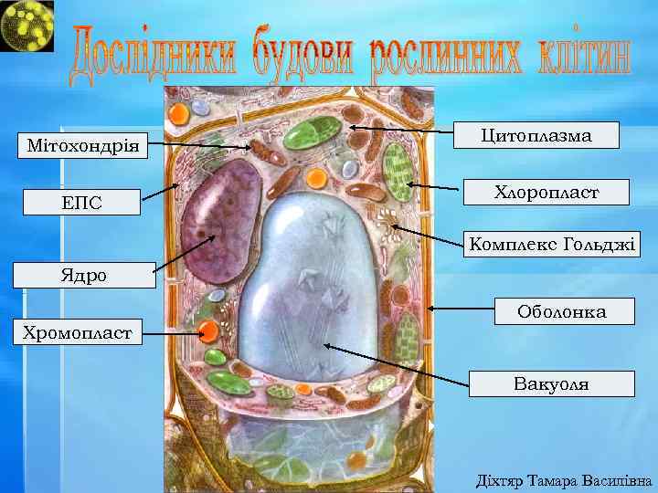 Мітохондрія ЕПС Цитоплазма Хлоропласт Комплекс Гольджі Ядро Оболонка Хромопласт Вакуоля Діхтяр Тамара Василівна 