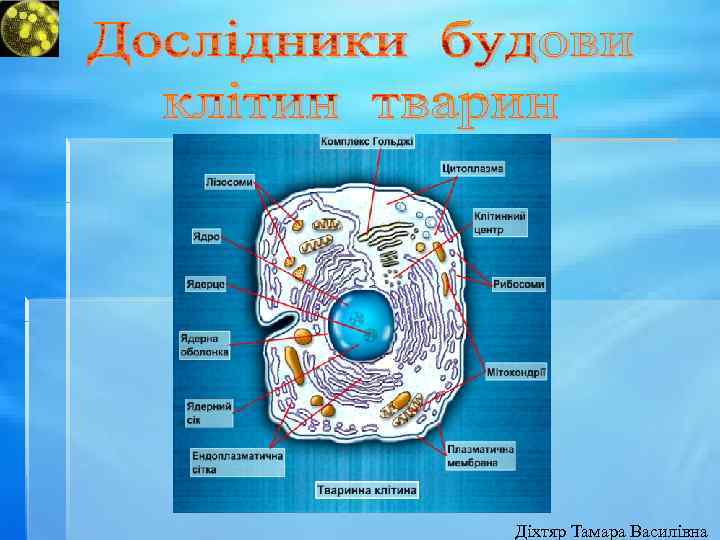 Діхтяр Тамара Василівна 