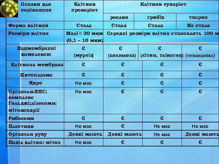 Ознаки для порівняння Клітини прокаріот Клітини еукаріот рослин Форма клітини Розміри клітин Стала грибів