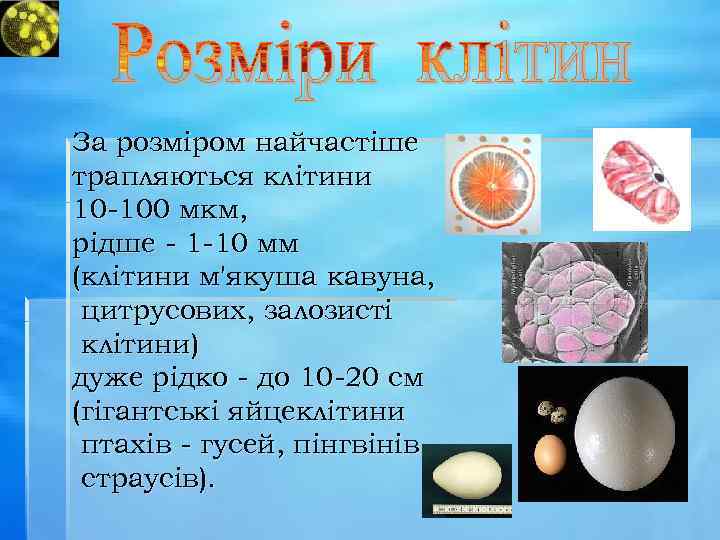 За розміром найчастіше трапляються клітини 10 -100 мкм, рідше - 1 -10 мм (клітини