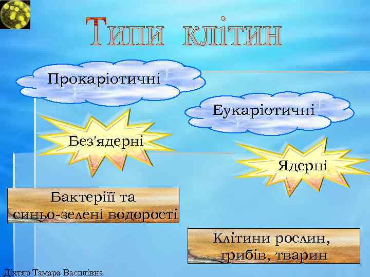 Прокаріотичні Еукаріотичні Без'ядерні Ядерні Бактеріїї та синьо-зелені водорості Клітини рослин, грибів, тварин Діхтяр Тамара