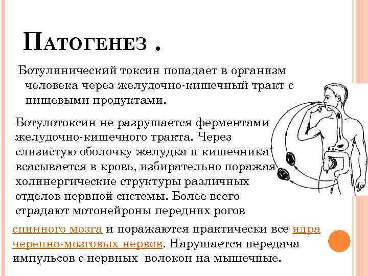 ПАТОГЕНЕЗ. Ботулинический токсин попадает в организм человека через желудочно-кишечный тракт с пищевыми продуктами. Ботулотоксин