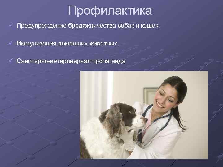 Профилактика ü Предупреждение бродяжничества собак и кошек. ü Иммунизация домашних животных ü Санитарно-ветеринарная пропаганда
