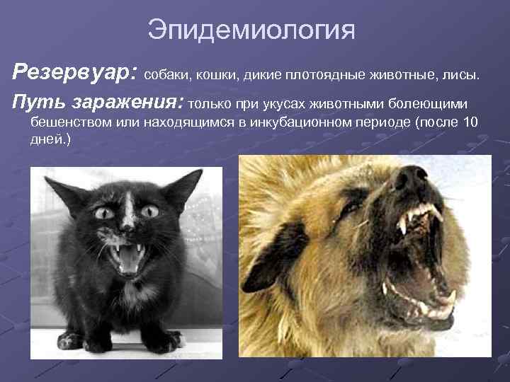 Эпидемиология Резервуар: собаки, кошки, дикие плотоядные животные, лисы. Путь заражения: только при укусах животными