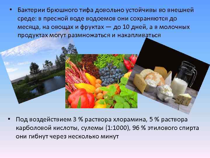  • Бактерии брюшного тифа довольно устойчивы во внешней среде: в пресной воде водоемов