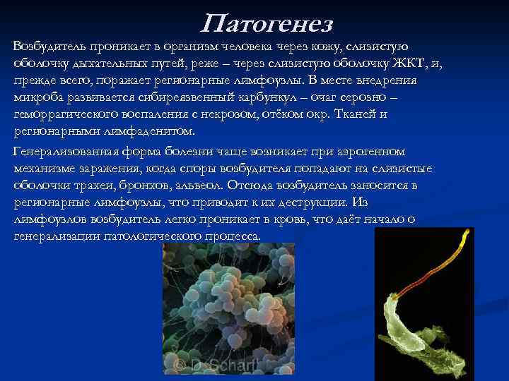 Патогенез Возбудитель проникает в организм человека через кожу, слизистую оболочку дыхательных путей, реже –