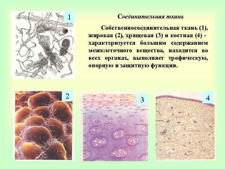 Соединительная жировая ткань рисунок