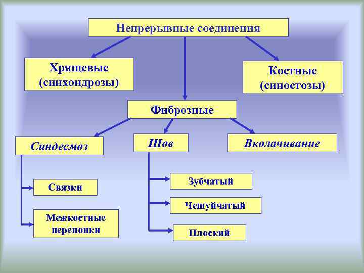 Непрерывные соединения. Костные соединения синостозы. Хрящевые соединения синхондрозы. Непрерывные соединения хрящевые соединения. Синостозы примеры соединений.