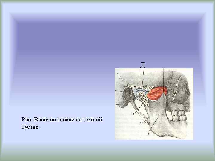 Д Рис. Височно-нижнечелюстной сустав. 