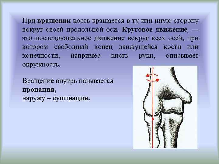 При вращении кость вращается в ту или иную сторону вокруг своей продольной оси. Круговое