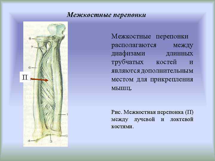 Межкостные перепонки П Межкостные перепонки располагаются между диафизами длинных трубчатых костей и являются дополнительным