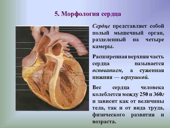 Сердце человека разделено сплошной перегородкой на левую. Морфология сердца человека. Морфология сердца человека анатомия. Сердце представляет собой полый мышечный орган.