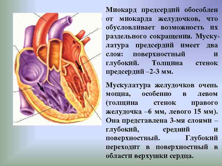 Сердце образовано