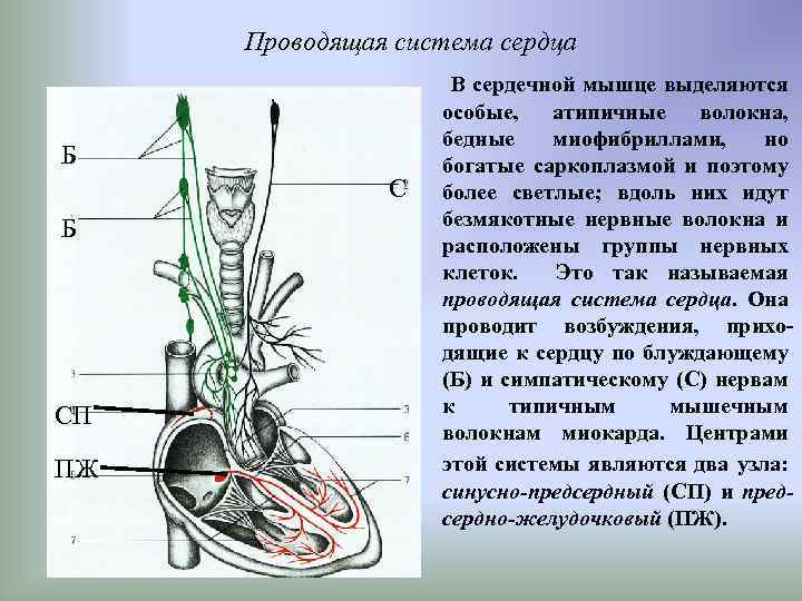 Проводящая система сердца Б СП ПЖ В сердечной мышце выделяются особые, атипичные волокна, бедные