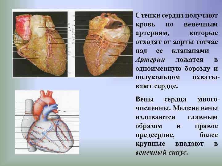 Стенки сердца получают кровь по венечным артериям, которые отходят от аорты тотчас над ее