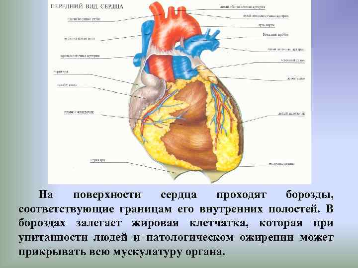 Венечная борозда разделяет. Поверхности сердца. Борозды наружной поверхности сердца.