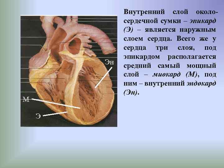 Эн М Э Внутренний слой околосердечной сумки – эпикард (Э) – является наружным слоем