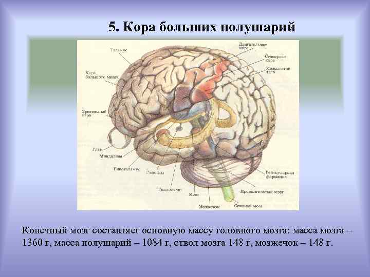Нарушение коры полушарий. Конечный мозг большие полушария. Строение коры больших полушарий. Масса головного мозга составляет.