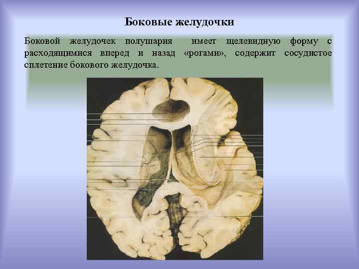 Задние боковые рога плоду