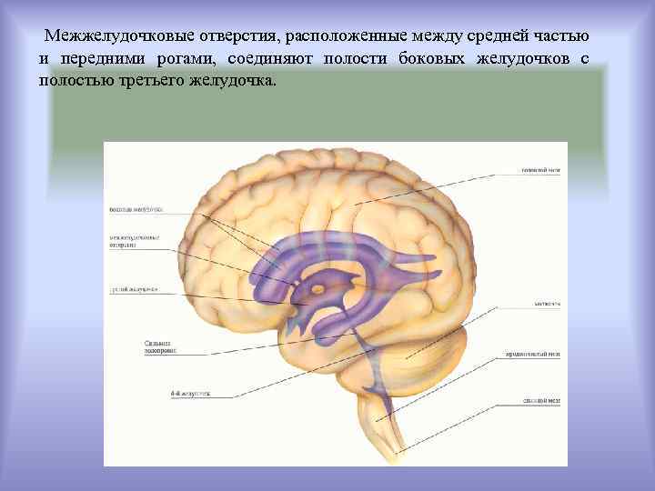 Межжелудочковые отверстия, расположенные между средней частью и передними рогами, соединяют полости боковых желудочков с