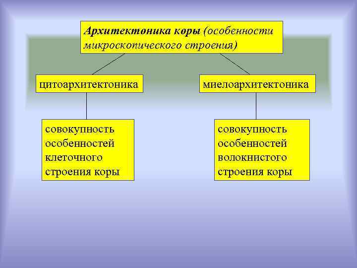 Архитектоника коры (особенности микроскопического строения) цитоархитектоника совокупность особенностей клеточного строения коры миелоархитектоника совокупность особенностей