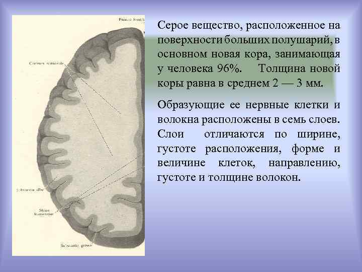 Серое вещество. Серое вещество больших полушарий. Серое вещество коры головного мозга. Структуры серого вещества больших полушарий. Большие полушария структуры серого вещества.