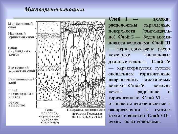 Миелоархитектоника Слой 1 — волокна расположены параллельно поверхности (тангенциально). Слой 2 — беден миелиновыми