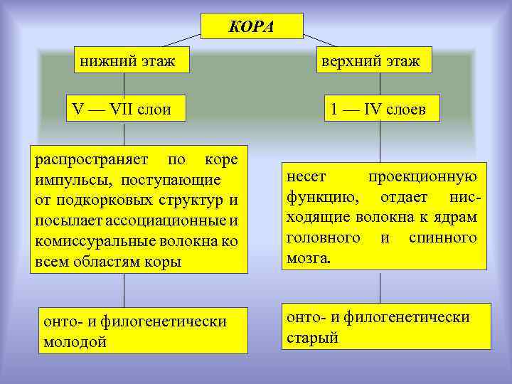 КОРА нижний этаж V — VII слои распространяет по коре импульсы, поступающие от подкорковых