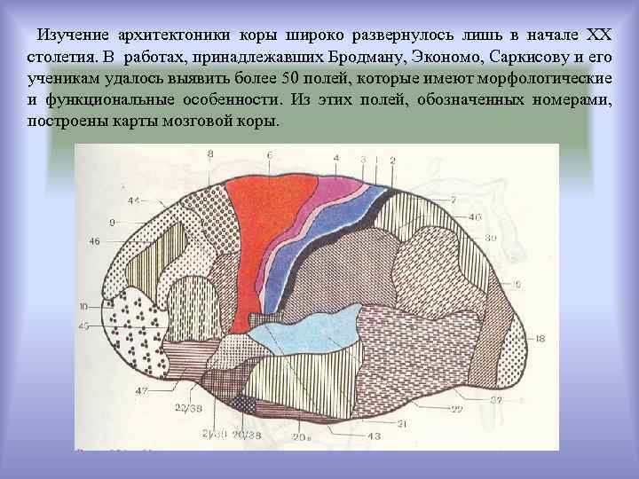 Изучение архитектоники коры широко развернулось лишь в начале ХХ столетия. В работах, принадлежавших Бродману,