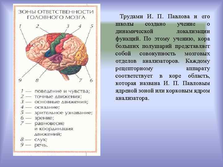 Функции коры больших полушарий презентация