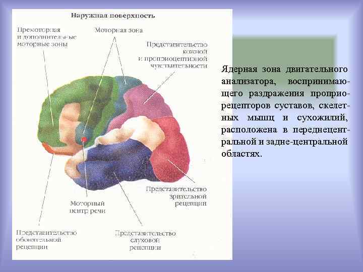 Ядерная зона двигательного анализатора, воспринимающего раздражения проприорецепторов суставов, скелетных мышц и сухожилий, расположена в