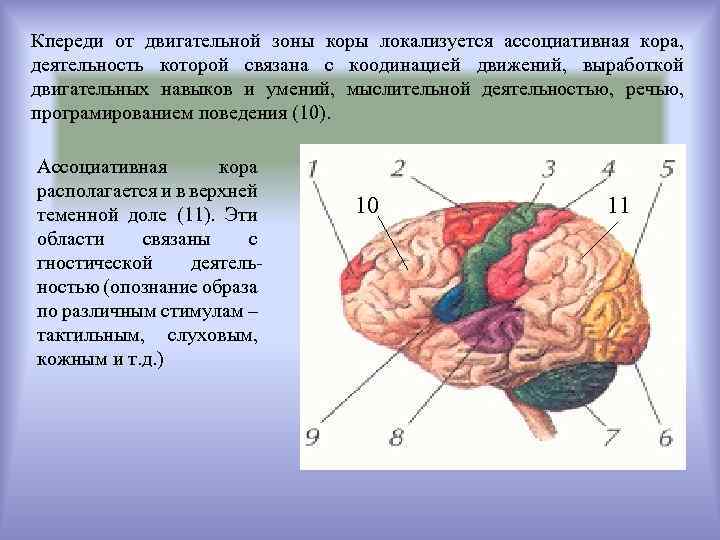 Двигательная зона коры мозга. Ассоциативные области коры функции. Ассоциативные области коры больших полушарий.