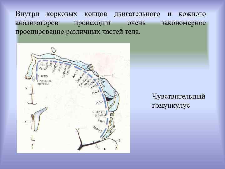 Внутри корковых концов двигательного и кожного анализаторов происходит очень закономерное проецирование различных частей тела.