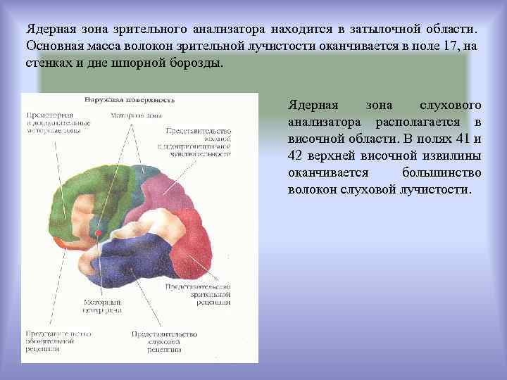 Ядерная зона зрительного анализатора находится в затылочной области. Основная масса волокон зрительной лучистости оканчивается