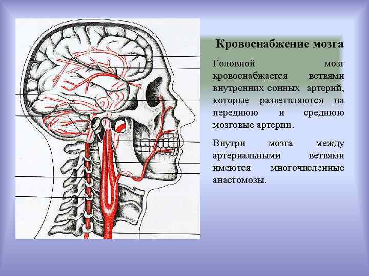 Кровоснабжение головы схема