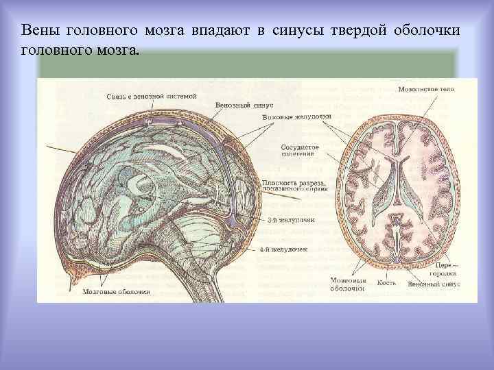 Вены головного мозга впадают в синусы твердой оболочки головного мозга. 