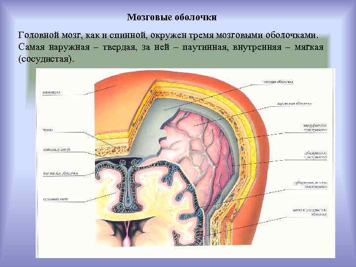 Головной мозг имеет оболочки. Паутинная оболочка головного мозга. Мозговые оболочки. Оболочки головного и спинного мозга. Мягкая мозговая оболочка.