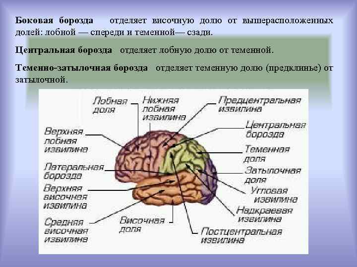 Теменную долю от лобной отделяет борозда