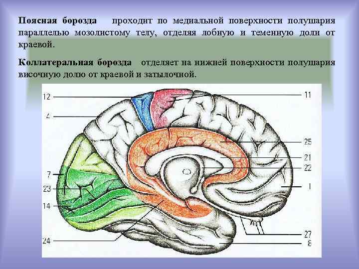 Поясная борозда проходит по медиальной поверхности полушария параллелью мозолистому телу, отделяя лобную и теменную