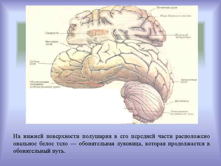 На нижней поверхности полушария в его передней части расположено овальное белое тело — обонятельная