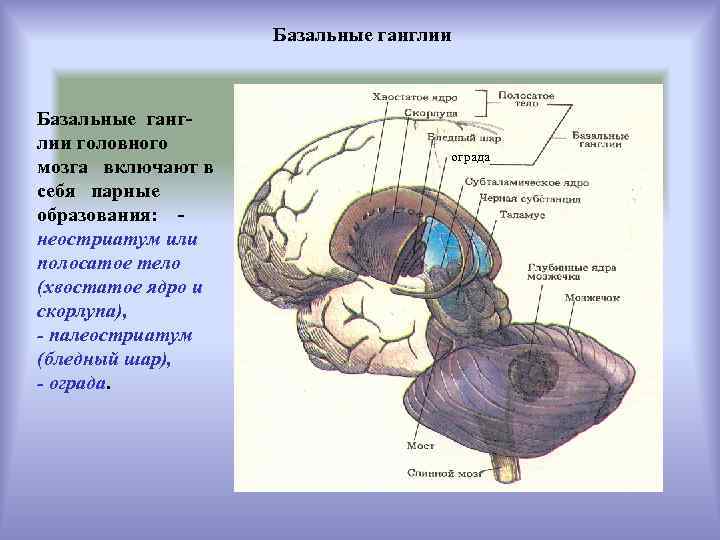 Базальные ганглии мозга. Базальные ядра мозга строение. Базальные ганглии конечного мозга. Строение головного мозга базальные ганглии. Строение базальных ганглиев.