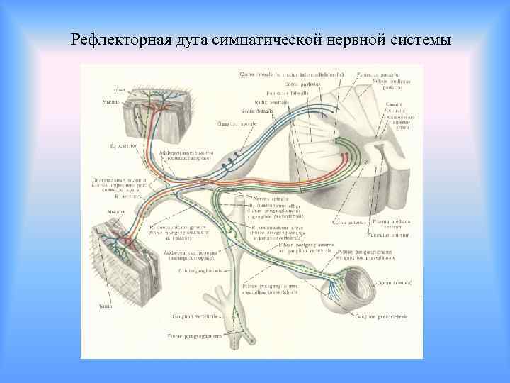 Парасимпатическая дуга схема